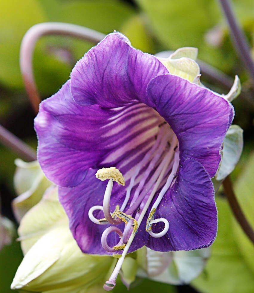 Purple Cathedral flower seeds