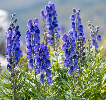Blue Aconitum Napellus Flower Seeds for Planting – Heirloom Non-GMO Garden Seeds