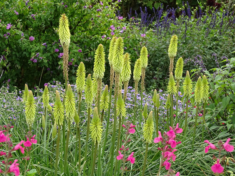 Green Kniphofia Flower Seeds for Planting – Heirloom Non-GMO Garden Seeds