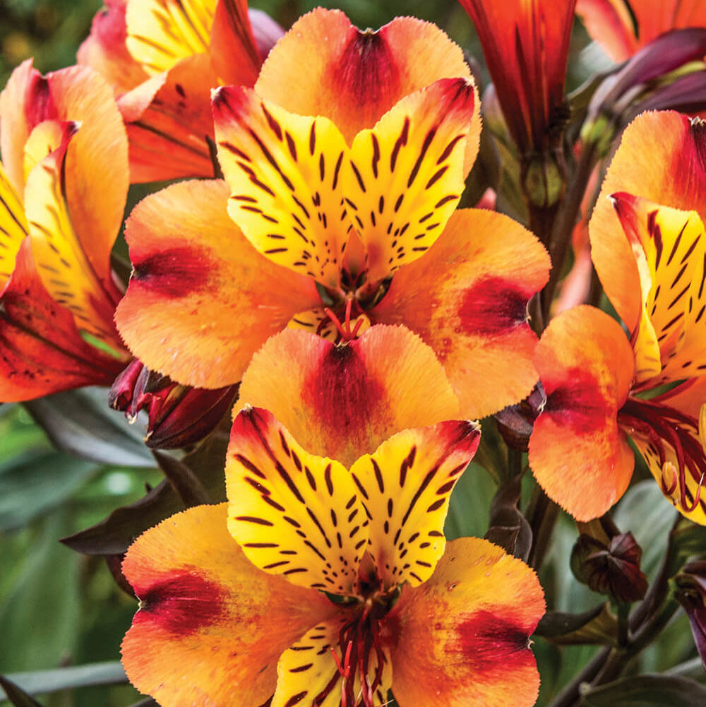 Peruvian Lily Alstroemeria plant