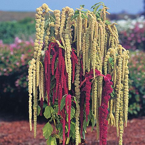 Caudatus flower seeds
