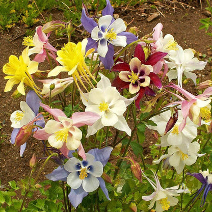 Mckana Giant Columbine plant