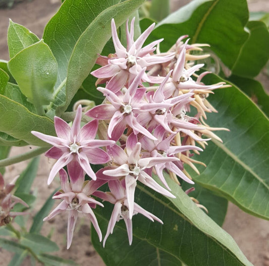 Asclepias Speciosa flower seeds