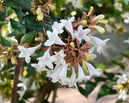 White Abelia Flower Seeds for Planting – Heirloom Flowering Shrub Seeds
