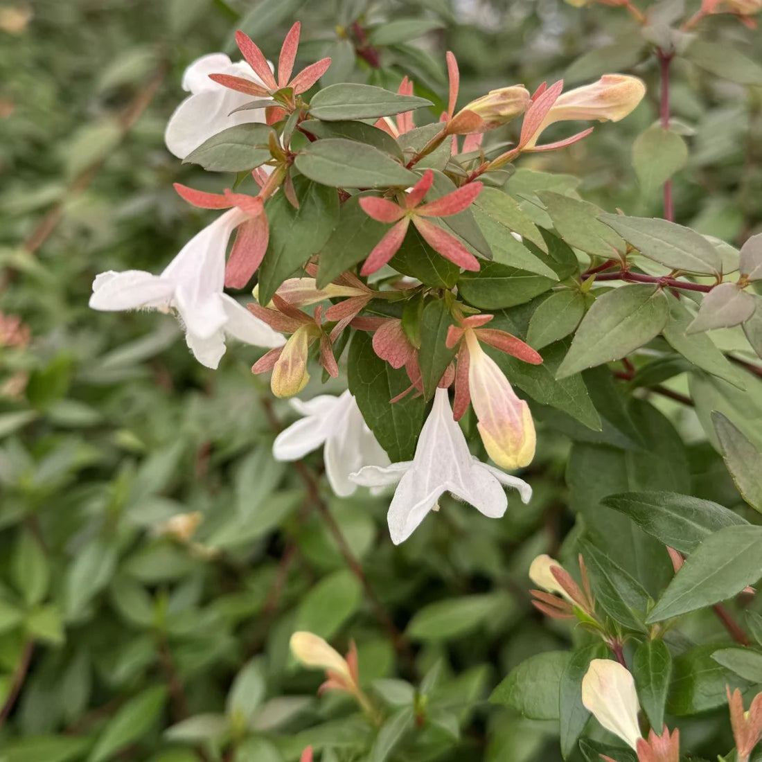 White Abelia flower seeds