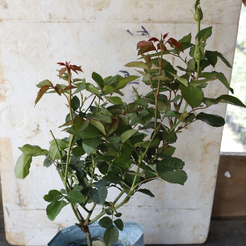 Abracadabra rose flowers