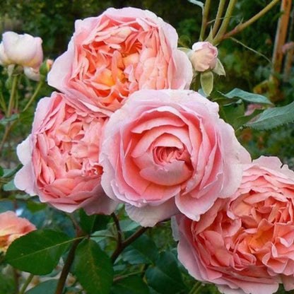 Apricot-Pink Climbing Rose plant