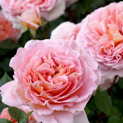 Apricot-Pink Climbing Rose plant
