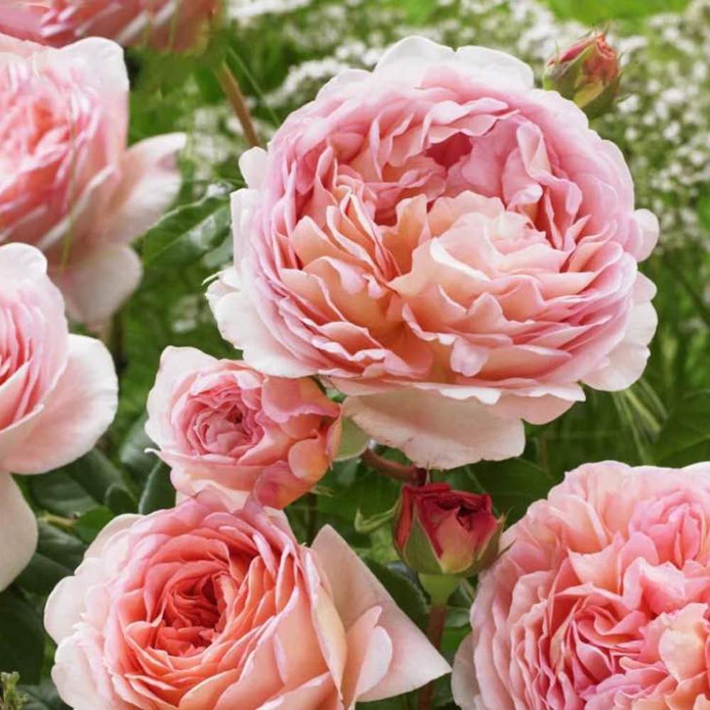 Apricot-Pink Climbing Rose plant