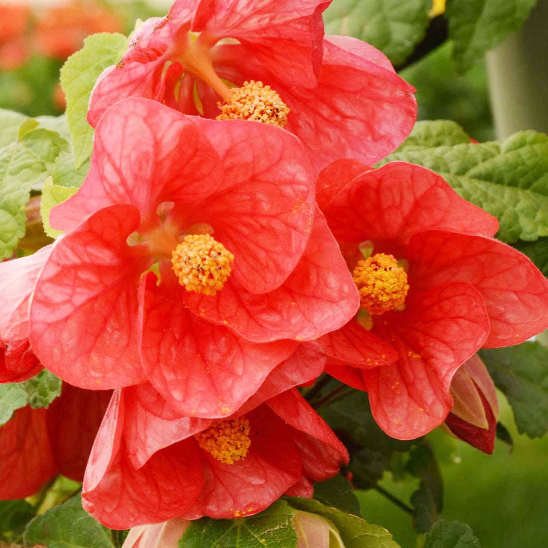 Abutilon Bella flower seeds