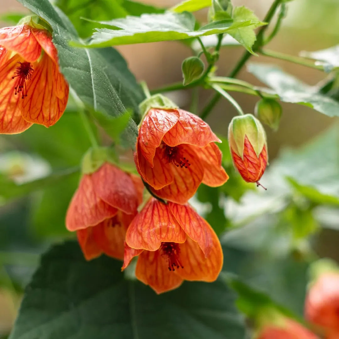 Abutilon Hybridum flower seeds