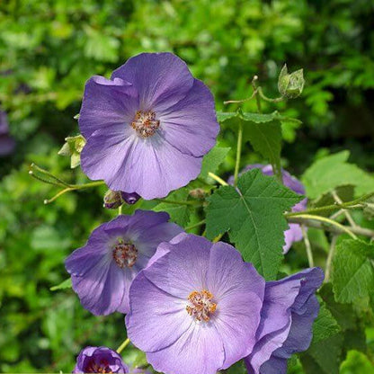 Blue Striatum Abutilon plant