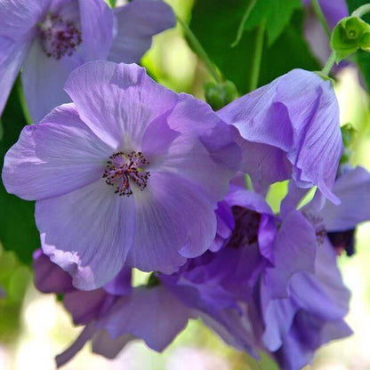 Blue Striatum Abutilon plant