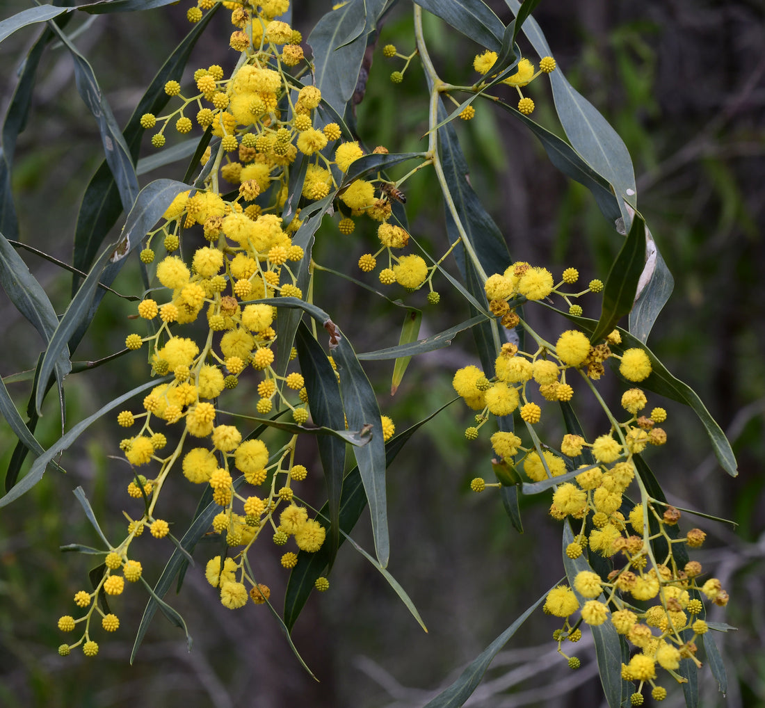 Yellow Wattle flower seeds