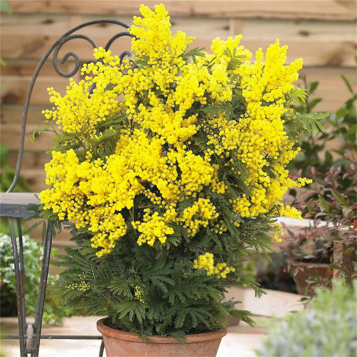 Acacia Dealbata plant