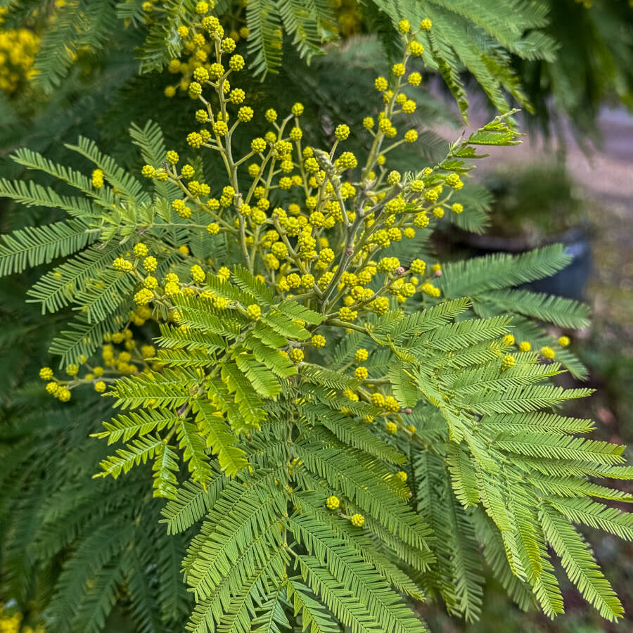 Acacia Dealbata plant