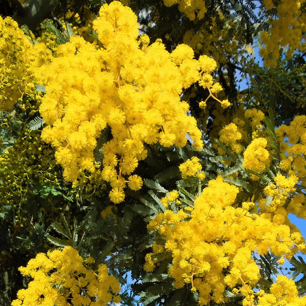 Yellow Acacia flower seeds