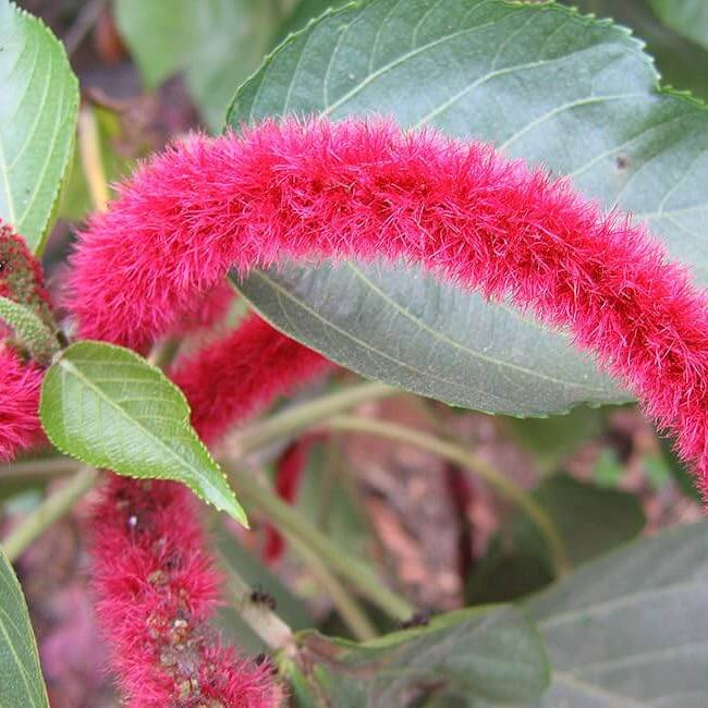 Kitten Tail Acalypha plant