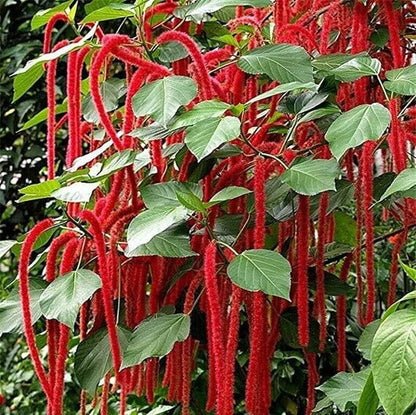 Acalypha plant