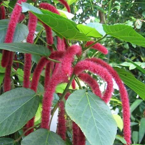 Acalypha plant