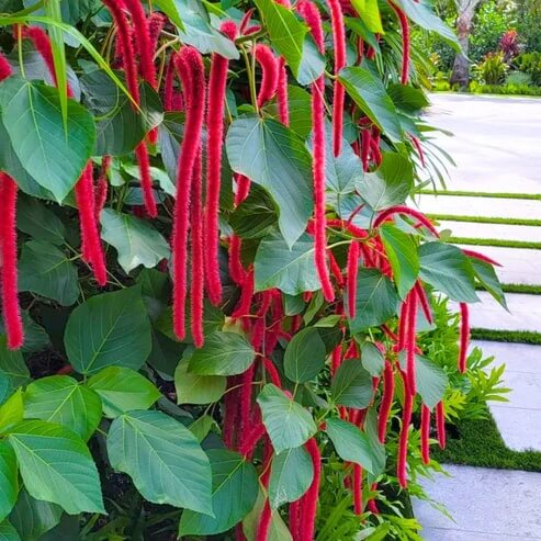 Acalypha plant
