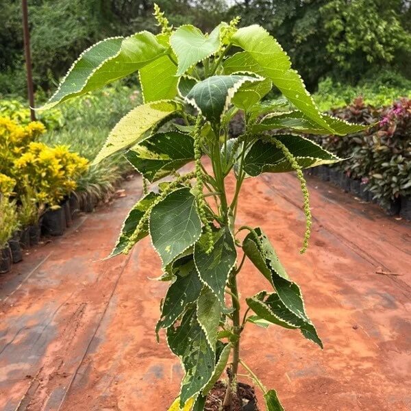 Acalypha plant