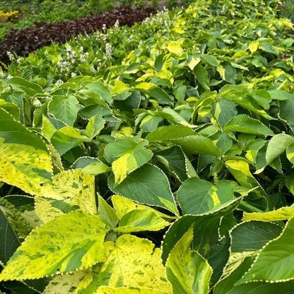 Acalypha plant