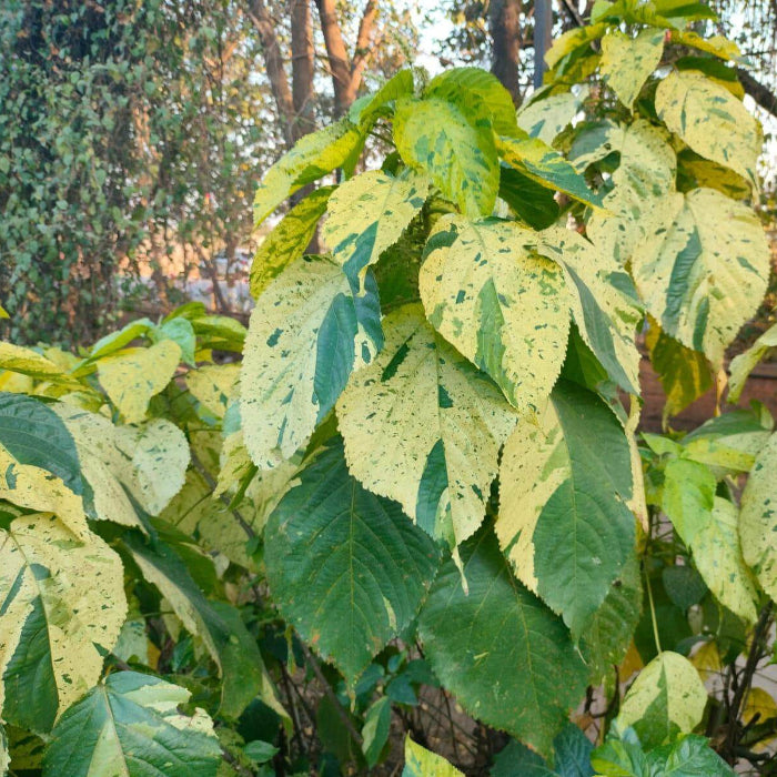 Acalypha plant