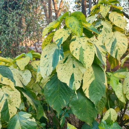 Acalypha plant
