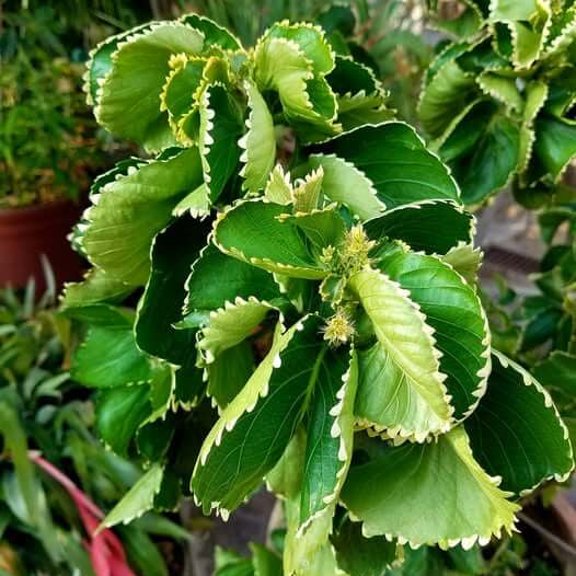 Acalypha plant