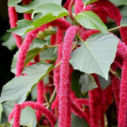 Kitten Tail Acalypha plant