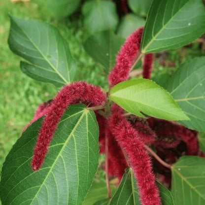 Acalypha plant