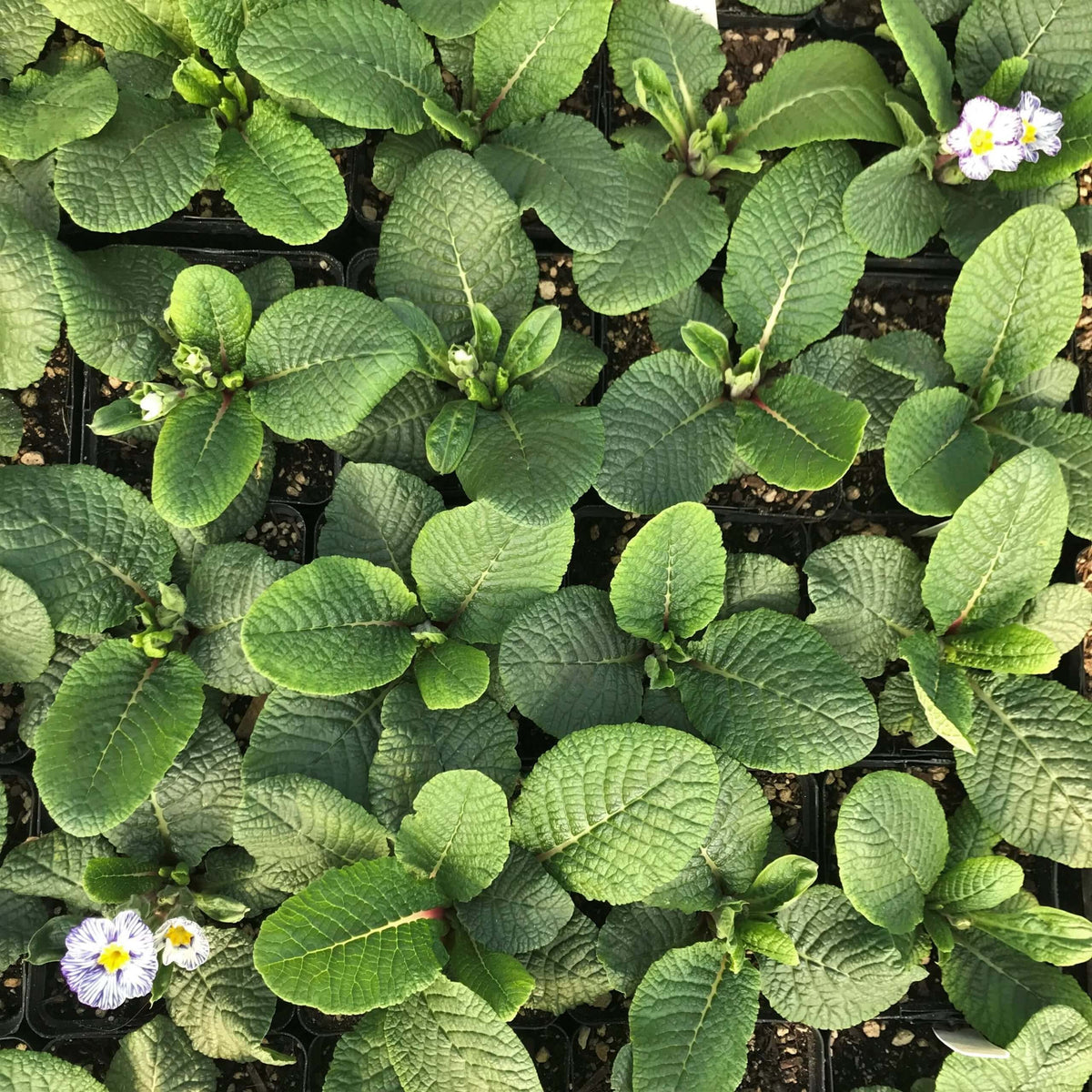 Light Blue Primula plant