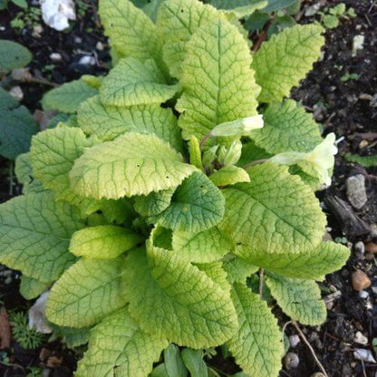 Light Blue Primula plant