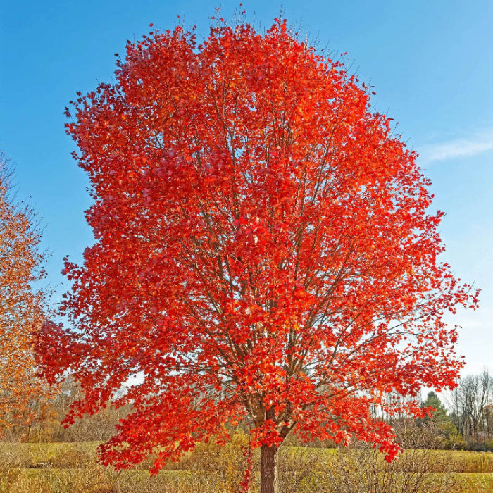 Blaze Maple Tree plant
