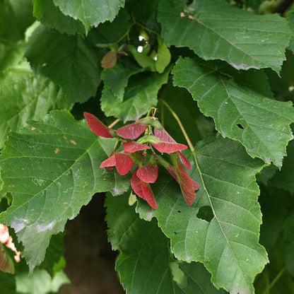 tataricum Tatarian Maple plant