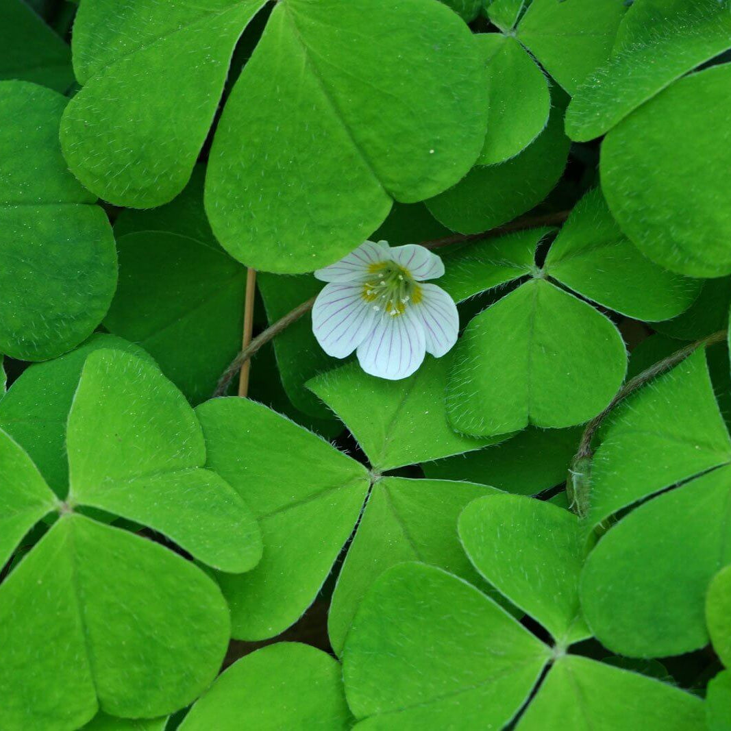Acetosella oxalis plant
