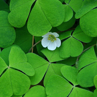 Acetosella oxalis plant