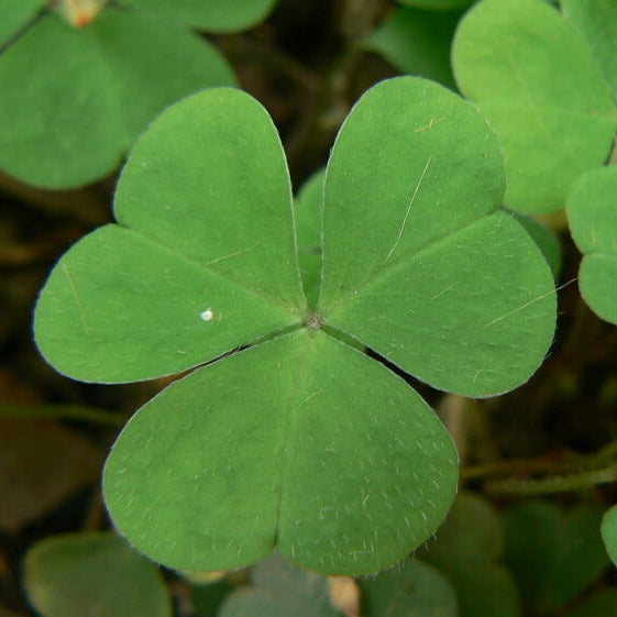 Acetosella oxalis plant