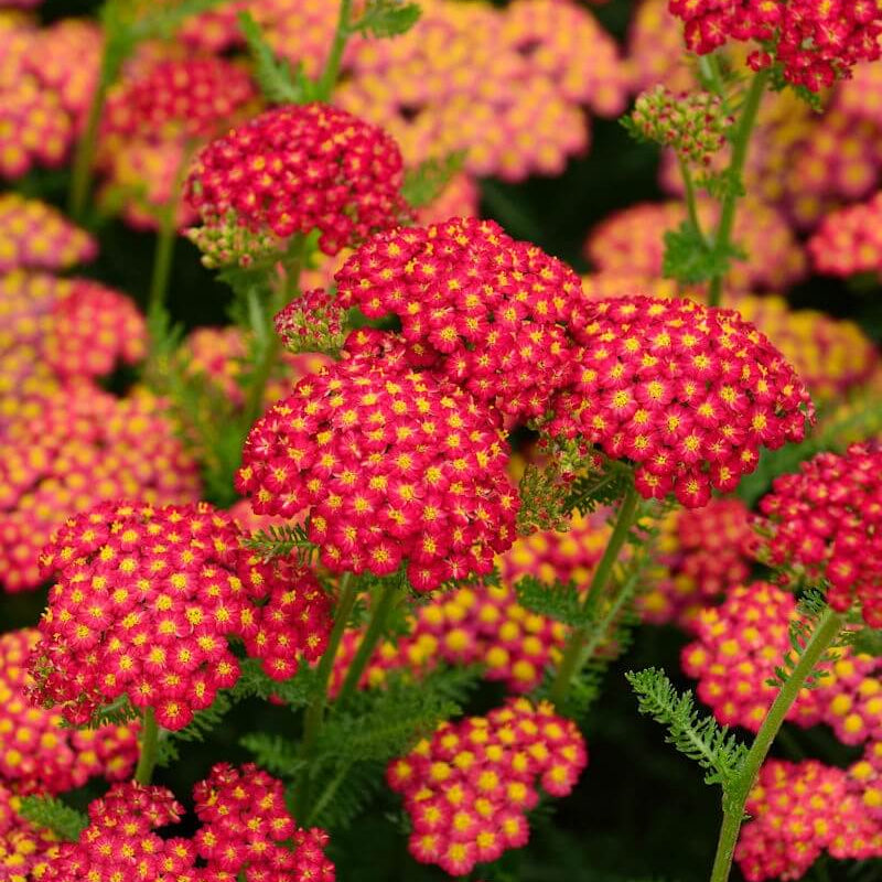 Colorado Red Yarrow plant