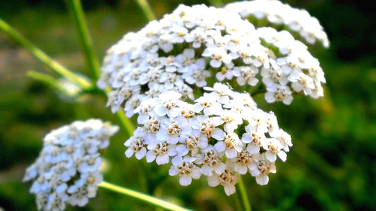 Achillea Millefolium flower seeds