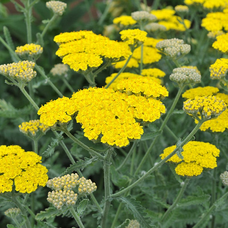 Yellow Achillea flower seeds