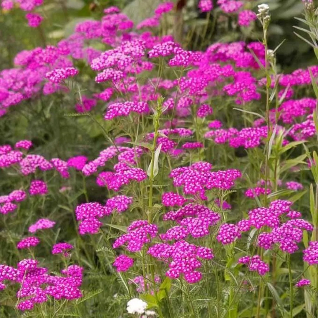 Queen Yarrow Achillea plant