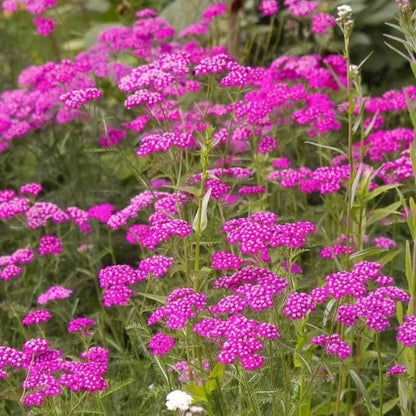 Queen Yarrow Achillea plant