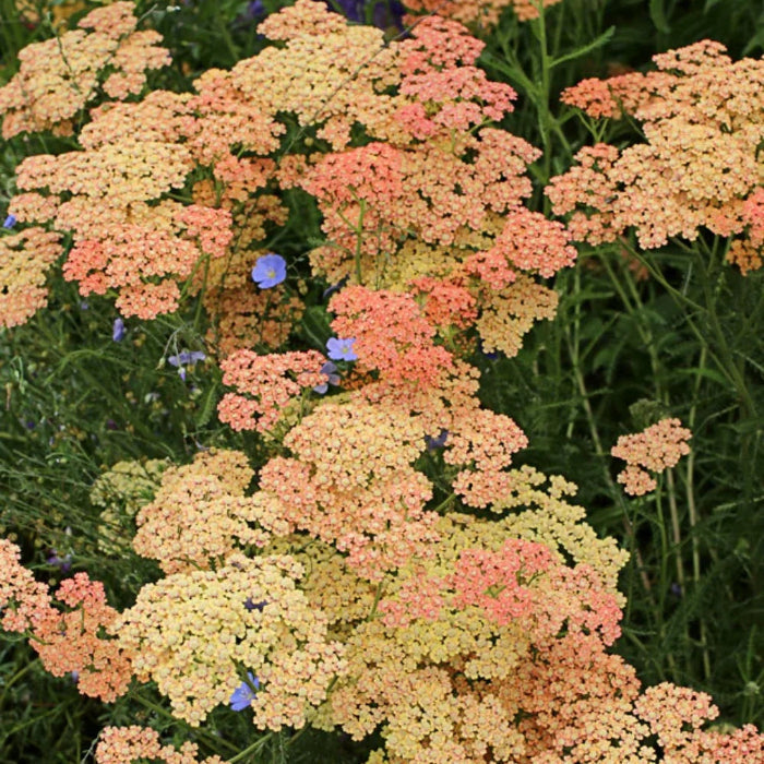 Salmon Beauty Achillea plant