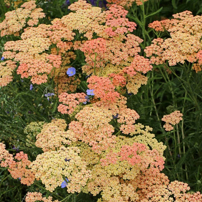 Salmon Beauty Achillea plant