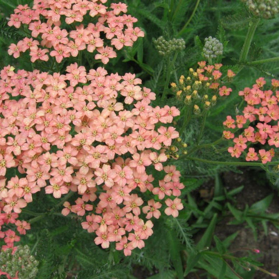 Salmon Beauty Achillea plant