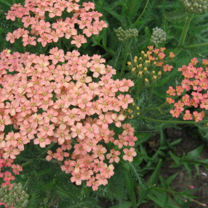 Salmon Beauty Achillea plant