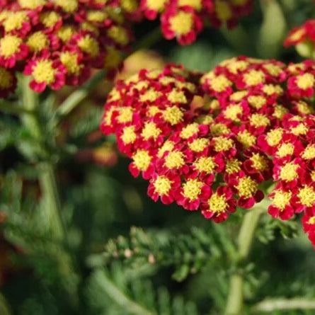 and Red Achillea plant