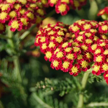 and Red Achillea plant
